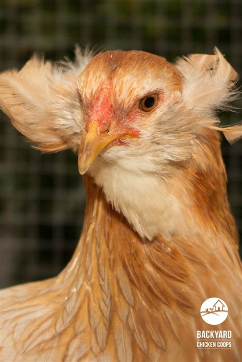 Araucanas are a rare chicken breed. They are popular for their fluffy tufts and their lovely ...