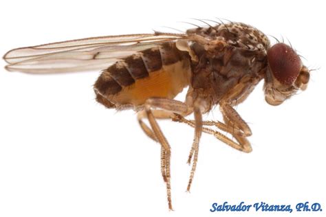 Diptera-Drosophilidae-Drosophila (repleta species group) Vinegar Flies (B) - Urban Programs - El ...