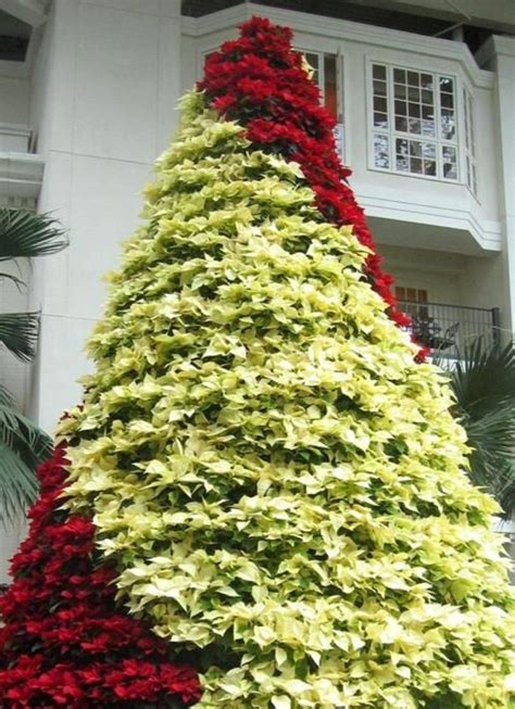 Poinsettia Trees for the Most Wonderful Time of the Year - Article on Thursd