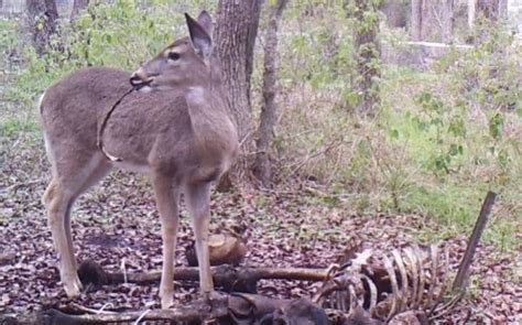 Deer Caught Eating Human Remains | Riot Fest