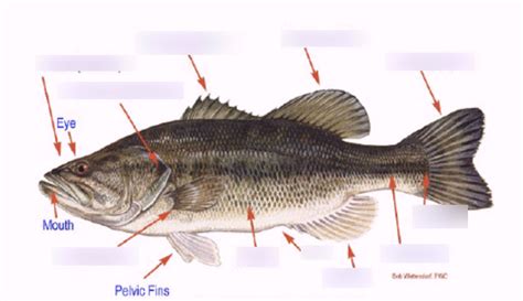 lab 11 Ray finned Fish Diagram | Quizlet