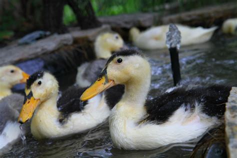 Magpie Ducklings ready for adoption:-)