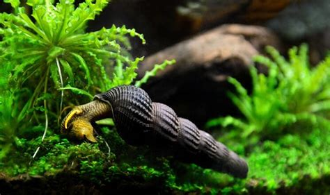 Rabbit Snail: The Definitive Guide To This Marvelous Mollusk - Everything Fishkeeping