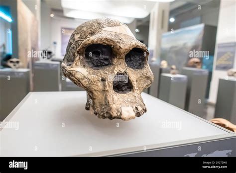 Australopithecus Africanus Stw 13 National Museum