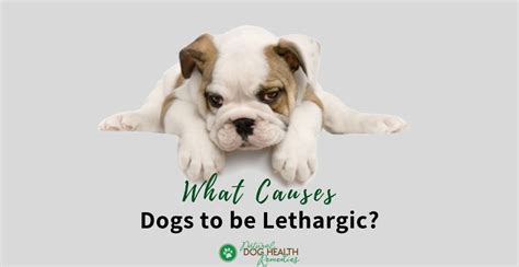 What Makes a Dog Lethargic? | Home Remedies to Help Lethargy in Dogs