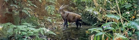 Saola Foundation - Synchronicity Earth - Asian Species Programme