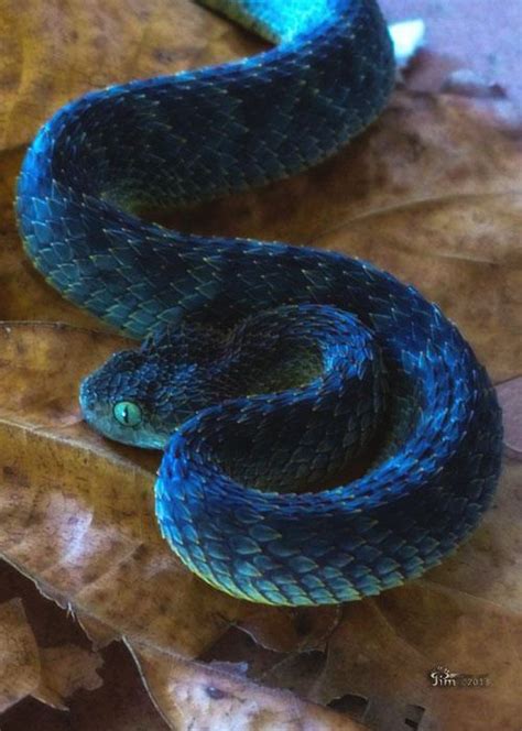 blue bush viper | Poisonous snakes, Pet snake, Snake