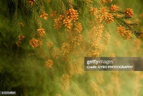 141 Cedar Pollen Stock Photos, High-Res Pictures, and Images - Getty Images