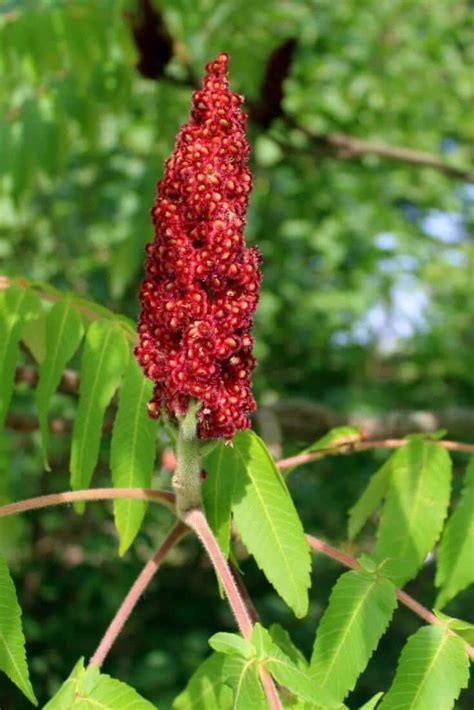 Staghorn Sumac Tea - Top Health Benefits | All Natural Ideas