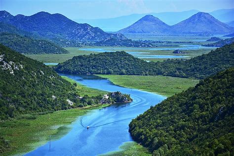 What Animals Live In The Amazon River? - WorldAtlas