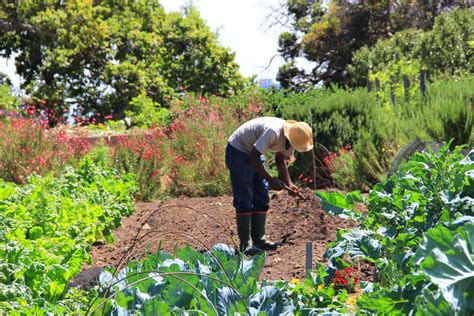 Growing An Organic Vegetable Garden - South Africa