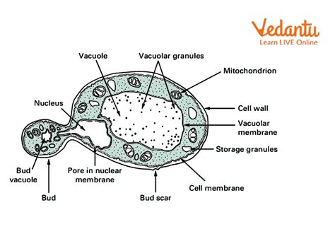 Fungal Cell Wall - Learn Important Terms and Concepts