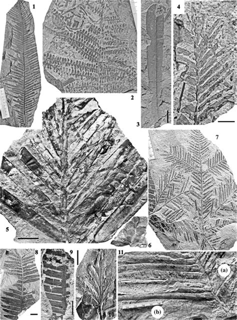 The Aptian–Cenomanian flora of the Razdolnaya coal Basin (Primorye region, Russia) - Volynets ...