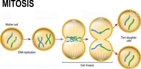 CICLO CELULAR - MITOSIS | 388 jugadas | Quizizz