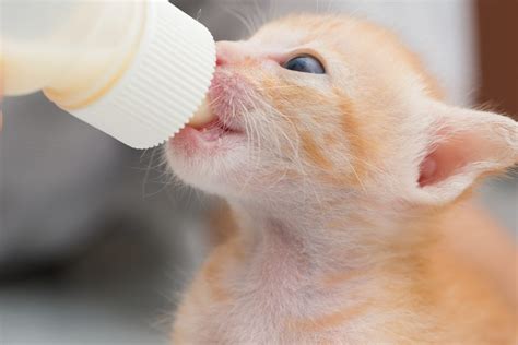 Kitten Bottle Baby Program - Houston Pets Alive!