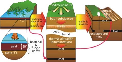 CBSE 8 science coal and petroleum class notes