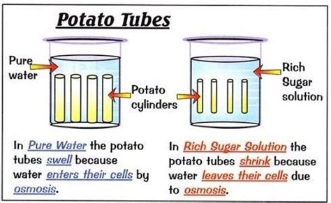 😝 Osmosis in potato chips. Osmosis and Potato Chips. 2022-10-21