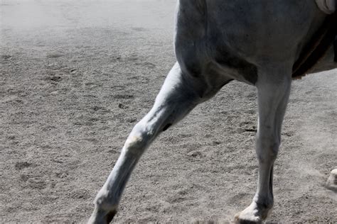 #canter #horse #motion | Horses, Animals, Canter