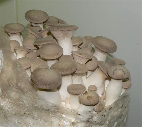 M2603 Pleurotus eryngii | Mycelia