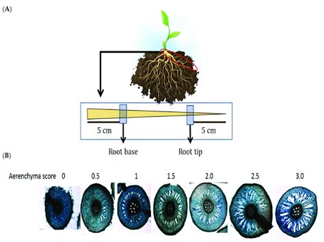 Determination of root aerenchyma formation. (A) The roots were removed ...