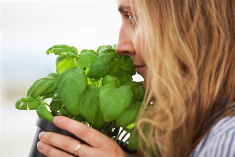 6 Basil Varieties & What You Should Know About Them