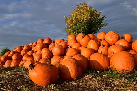 Giant Pumpkins and the Midway at the Smoky Lake Pumpkin Festival | 10/7 ...