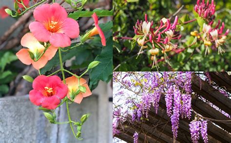 25 Best Climbing Plants & Flowering Vines