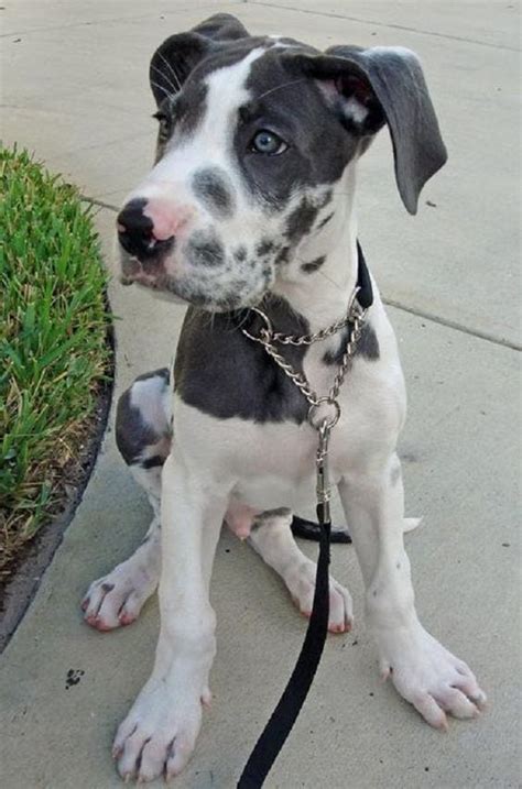 American Bull Dane (Great Dane and American Bulldog Mix)