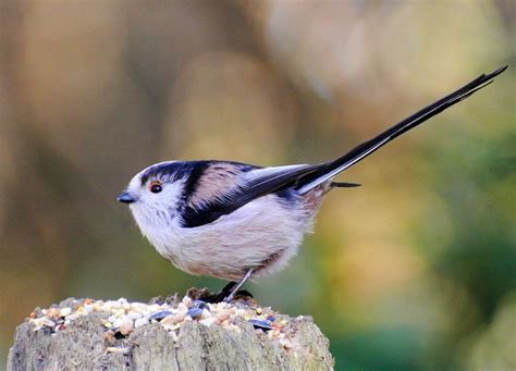 10 British Garden Birds | Bird garden, Common british birds, Pet birds