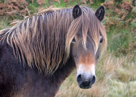 Exmoor Pony - Close Up | The Exmoor Pony is the oldest and m… | Flickr