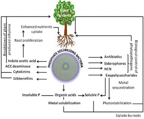 3 Mechanism of growth promotion by phosphate solubilizing bacteria | Download Scientific Diagram