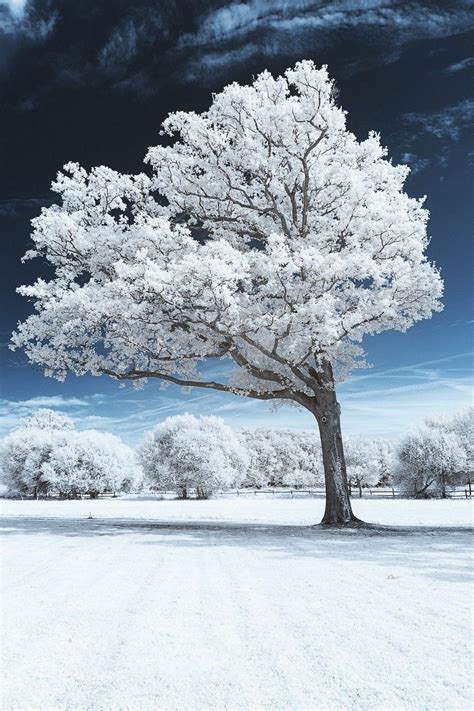 White Tree Wallpapers - 4k, HD White Tree Backgrounds on WallpaperBat