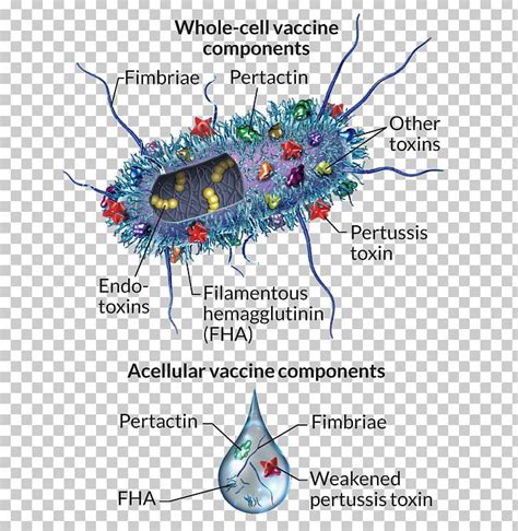 Bordetella Pertussis Pertussis Vaccine Endotoxin PNG, Clipart, Bacteria, Bacterial Cell ...