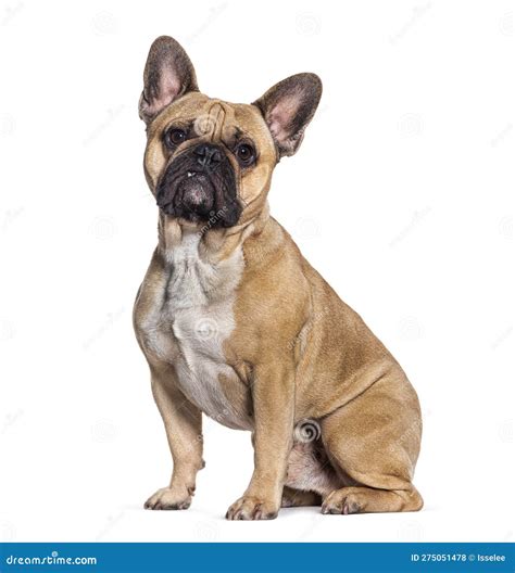 Fawn French Bulldog Isolated on White Stock Photo - Image of purebred ...