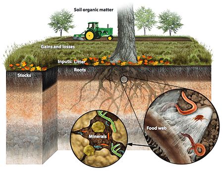 Huge carbon sink exists in soil minerals WSU researcher finds | WSU Insider | Washington State ...