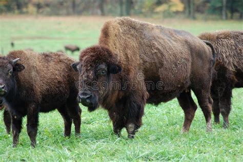 Buffalo Herd stock photo. Image of still, grazing, farm - 1672656