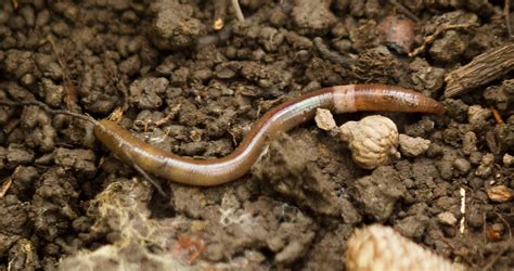 Invasive earthworm Amynthas agrestis [tentative ID] - New York Invasive ...