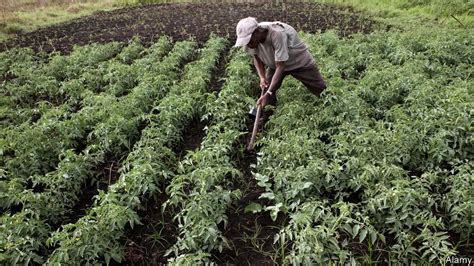 Ancient African Farming Facts for Kids