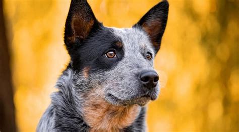 Australian Cattle Dog (Blue Heeler) Breed Info: Facts, Traits, & More