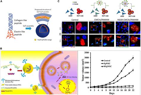 Frontiers | Targeted Drug Delivery via the Use of ECM-Mimetic Materials