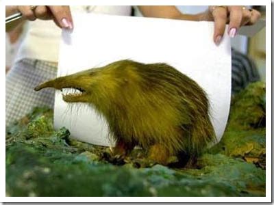 endangered friends: Cuban solenodon (Solenodon cubanus)