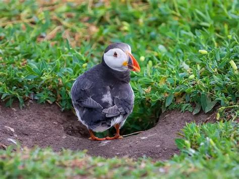 What is the tufted puffin natural habitat? - Birdful