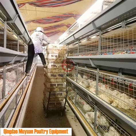 China Automatic Broiler Chicken Feeding Equipment in Poultry Farm House ...