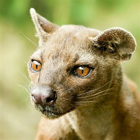 The Fossa: A Cat-Like Mongoose Relative in Madagascar | hubpages