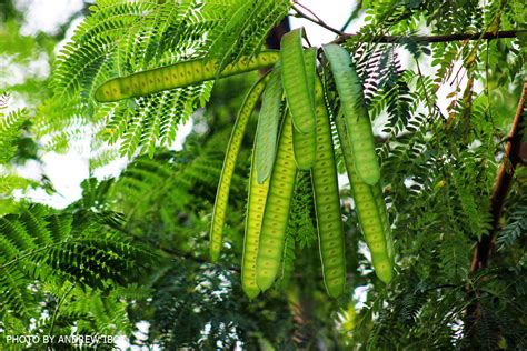 Ako si ANDREW IBOT!: Ipil-ipil (Leucaena glauca L.)