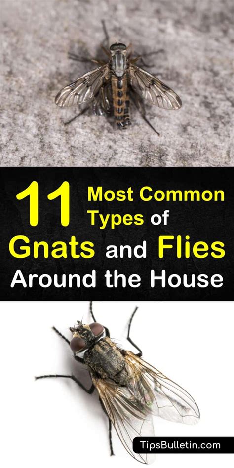 11 Most Common Types of Gnats and Flies Around the House