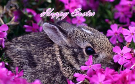 Easter bunny [6] wallpaper - Holiday wallpapers - #12142