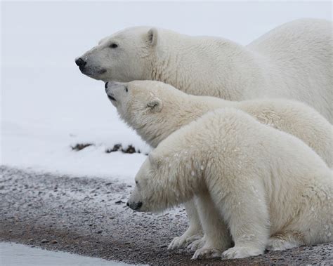 Wallpaper Polar bear family, snow, cold 2560x1600 HD Picture, Image