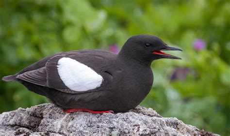 Black Guillemot | Audubon Field Guide