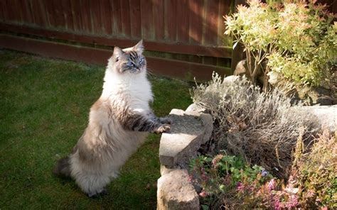 Ragdoll Cat Size - Everything you need to know about a Ragdoll's size